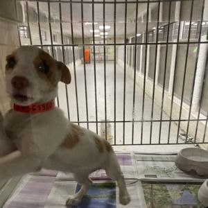 Meet your Posher, Kghosi